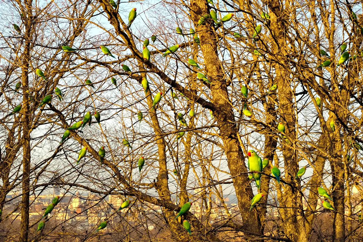 Invasion verte à Paris : ces perruches cachent un secret surprenant !